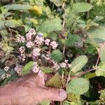 Persicaria chinensis Flor