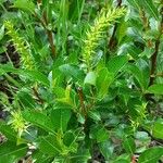 Salix glabra Folha