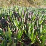 Carpobrotus acinaciformis Foglia