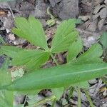 Ranunculus hispidus Leaf