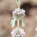 Marrubium supinum Flower