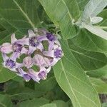 Calotropis gigantea Fiore