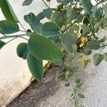 Nicotiana glauca Lapas