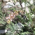 Myricaria germanica 花