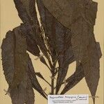 Argomuellera danguyana Otro