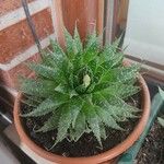 Aloe aristataFlor