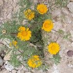 Cladanthus arabicus Flor