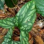 Cercestis mirabilis Φύλλο