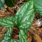 Cercestis mirabilis Leaf