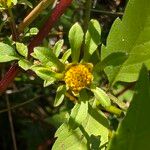 Bidens frondosa പുഷ്പം