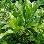 Petrea volubilis Leaf