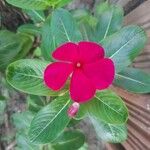 Catharanthus roseusFlower