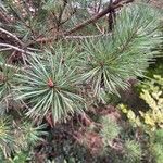 Pinus sylvestris Folha