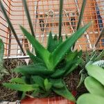 Aloe spp. পাতা