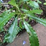 Pittosporum senacia Leaf