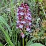 Orchis purpurea花