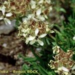 Saponaria lutea Hábito