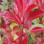 Photinia fraseri Fulla