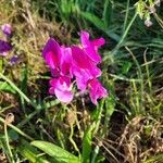 Lathyrus odoratus Květ