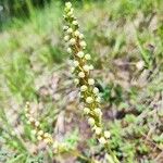 Orchis anthropophora Kvet