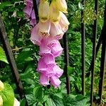 Digitalis thapsi Pokrój