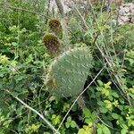 Opuntia engelmannii خشب