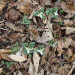 Trillium nivale Staniste