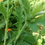 Papaver atlanticum Leaf