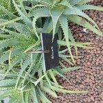 Aloe × spinosissima Hoja
