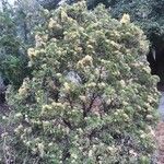 Juniperus phoenicea Habit