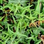 Hedera nepalensis Natur