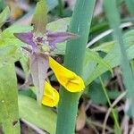 Melampyrum subalpinum Квітка