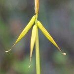 Carex pauciflora 葉