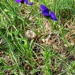 Viola lutea Habit