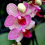Phalaenopsis spp. Kukka