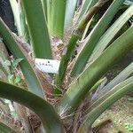 Sabal causiarum Leaf