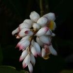 Alpinia zerumbetപുഷ്പം