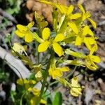 Erysimum capitatum Blomst