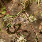 Hippocrepis multisiliquosa Frutto