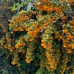 Pyracantha crenulataΦρούτο