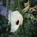 Hibiscus cannabinus 花
