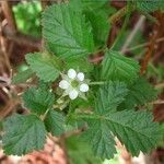 Rubus ursinus 葉