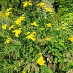 Tanacetum vulgare Hábitos