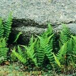 Dryopteris oreades 整株植物