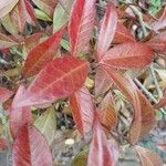 Trachelospermum jasminoides Blad