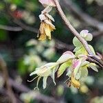 Corylopsis pauciflora Sonstige