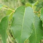 Prunus serotina Yaprak