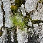 Carex alba Leaf