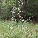 Arrhenatherum elatius Flower