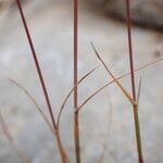 Catapodium rigidum Hoja